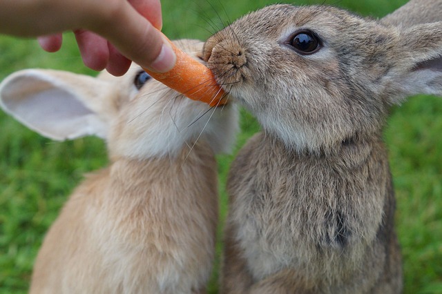 10 pokarmów szkodliwych dla królików: Sprawdzone przez weterynarzy fakty dotyczące zdrowia i często zadawane pytania