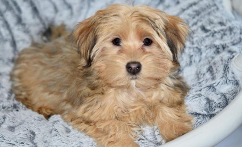 Golden Havanese (mieszanka hawańczyka i golden retrievera): Zdjęcia, przewodnik pielęgnacji, temperament i cechy