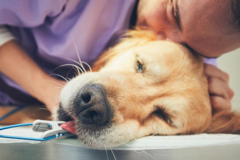 Czy ubezpieczenie zwierząt obejmuje eutanazję psa?