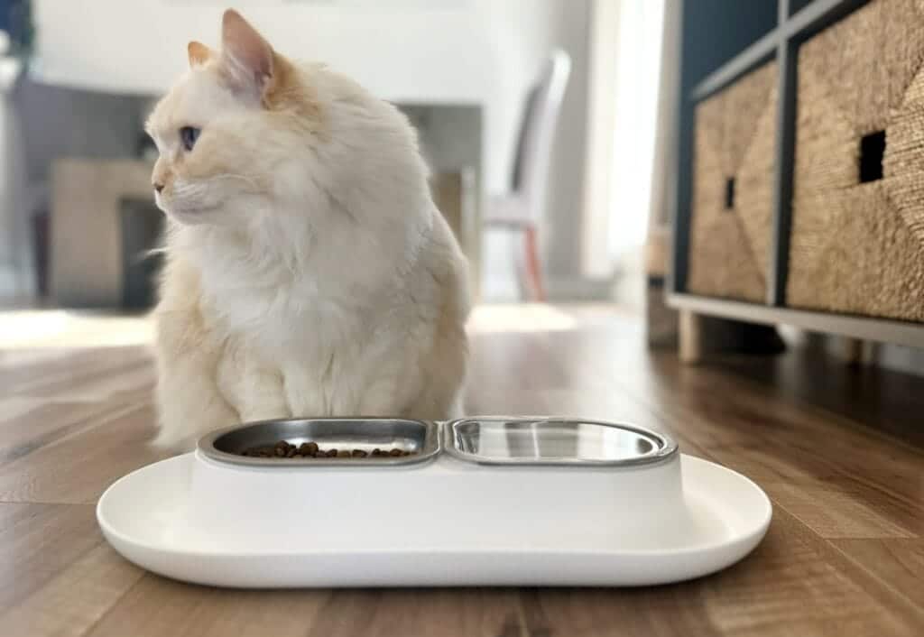 9 najlepszych nowoczesnych misek dla kotów, które będą świetnie wyglądać w Twoim domu w 2024 roku - recenzje i najlepsze propozycje