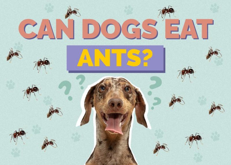 Dlaczego psy jedzą muchy?