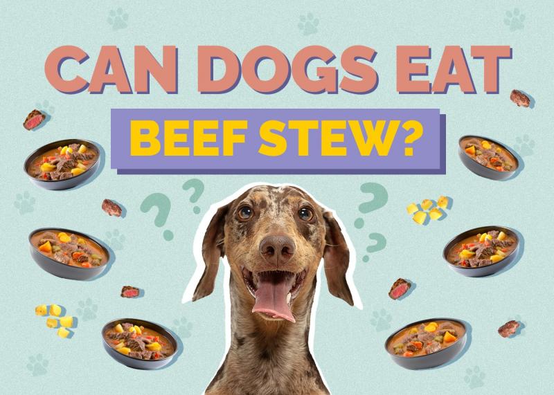 Jaki jest odpowiedni stosunek białka do tłuszczu w karmie dla psów? Fakty i najczęściej zadawane pytania