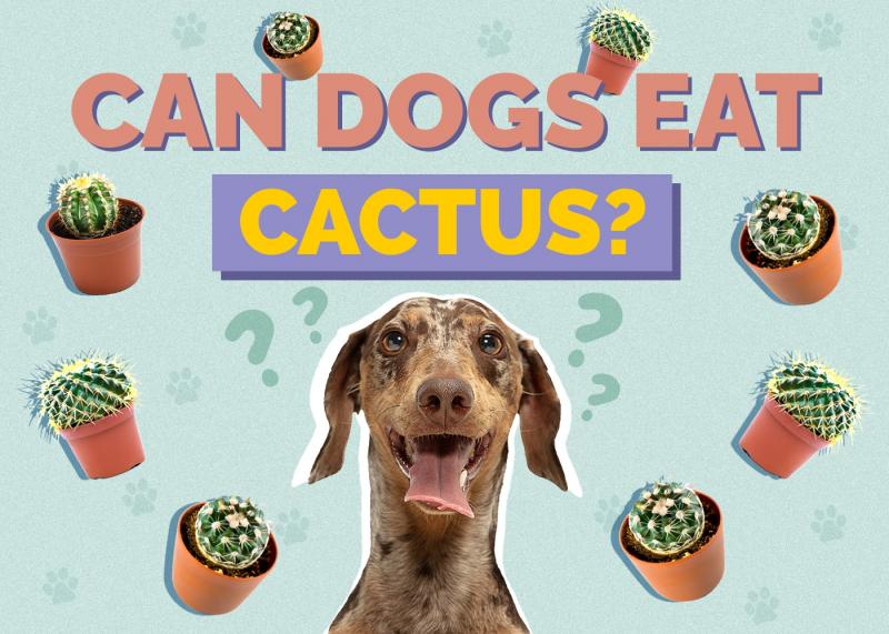 Czy psy mogą jeść kaktusy? Fakty i najczęściej zadawane pytania