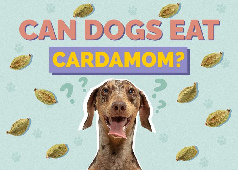 Dlaczego karma dla psów brzydko pachnie?