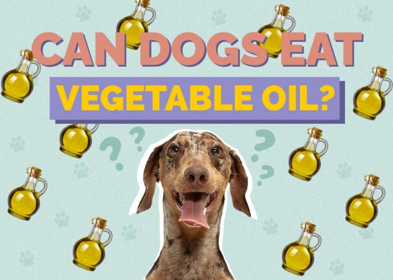 Czy psy mogą jeść olej roślinny? Sprawdzone przez weterynarzy fakty i często zadawane pytania