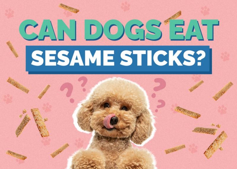 Czy psy mogą jeść nasiona sezamu? Fakty i najczęściej zadawane pytania