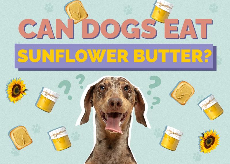 Czy masło jest bezpieczne dla psów?