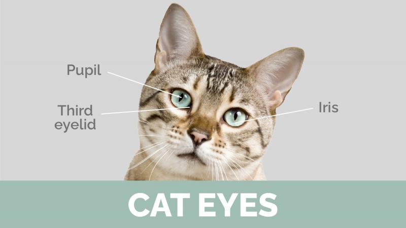 Ile powiek mają koty? Anatomia kociego oka - wyjaśnienie