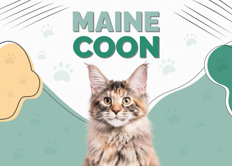Mokra i sucha karma dla kotów rasy Maine Coon
