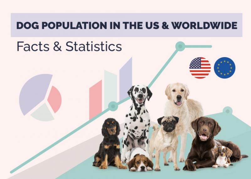 Ile jest psów na świecie? Stany Zjednoczone i statystyki światowe 2024
