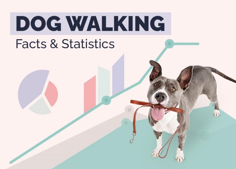 2 najnowsze statystyki dotyczące profesjonalnego wyprowadzania psów