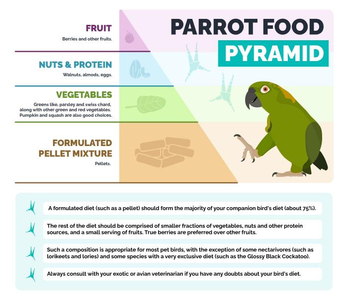 Potencjalne zagrożenia dla zdrowia związane z podawaniem mango papużkom falistym