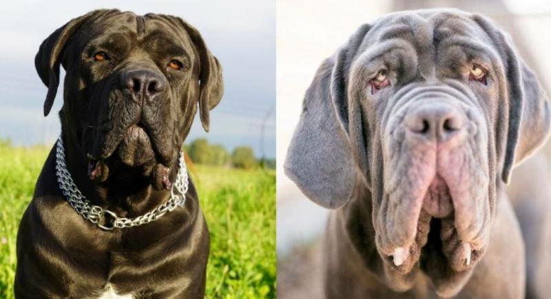 Temperament i inteligencja mastifa neapolitańskiego Cane Corso