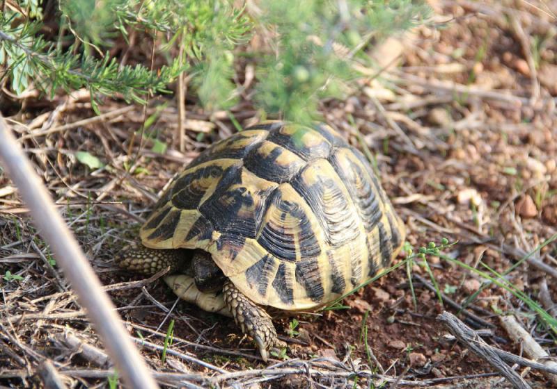 15 najlepszych roślin dla siedlisk żółwi