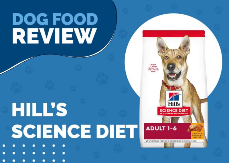 Hill's Science Diet vs Blue Buffalo karma dla psów: porównanie 2024, wady i zalety