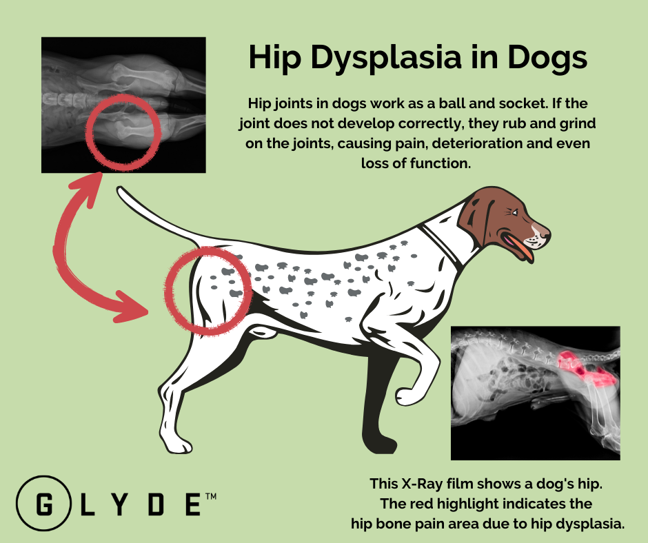 Dysplazja stawów biodrowych u psów: zatwierdzone przez weterynarza objawy, zapobieganie i leczenie