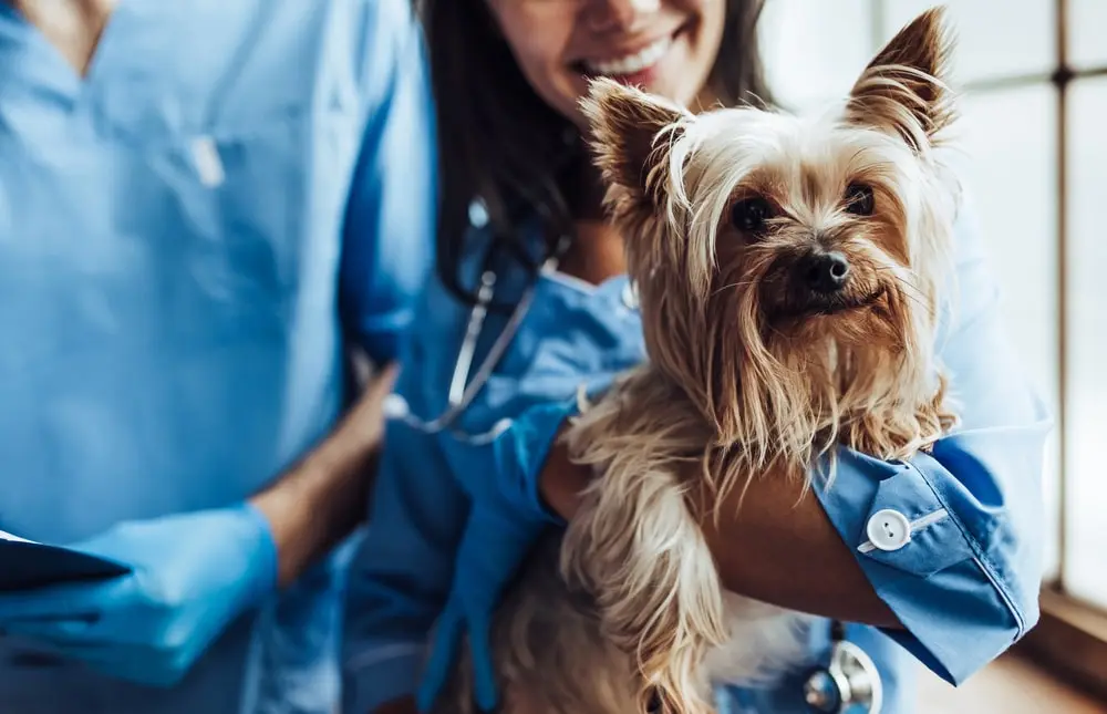 Jak dbać o psa z histiocytoma?