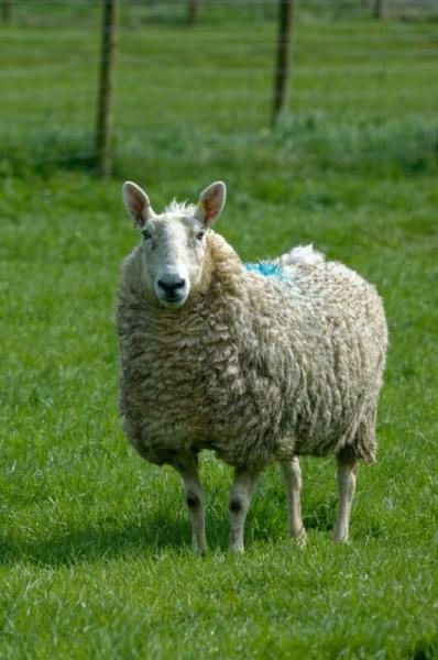 Jak dbać o owce rasy Border Leicester?