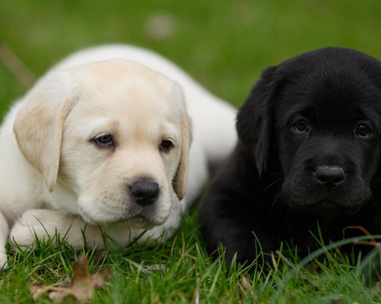 8. Angels On Earth Labrador Retrievers