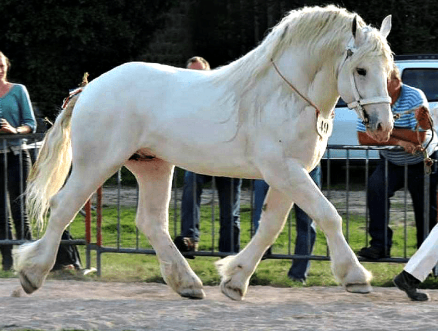 Top 17 francuskich ras koni: