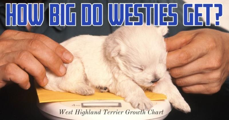 Przegląd rasy west highland terrier