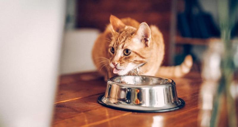 Ile wody dziennie potrzebuje kot? Porady żywieniowe zatwierdzone przez weterynarza