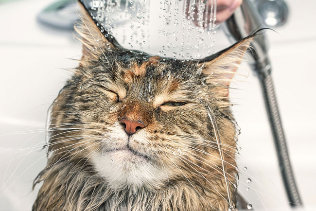 Jak często należy kąpać kota? Fakty i najczęściej zadawane pytania
