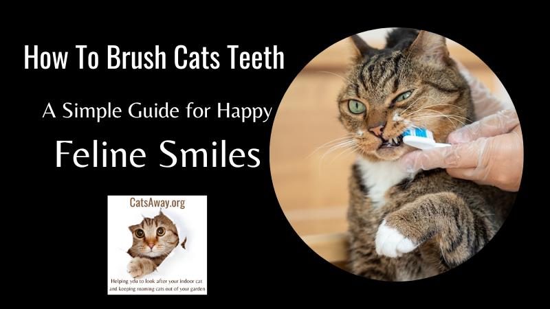 how-to-brush-cats-teeth-9211496-5206021