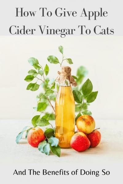 how-to-give-apple-cider-vinegar-to-cats-2-683x1024-6788099-3208610