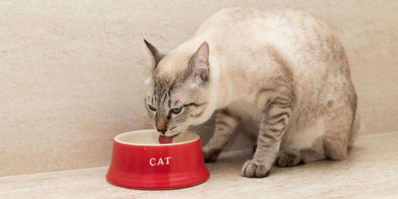 Dlaczego mój kot nie chce pić wody z miski? 6 najczęstszych powodów