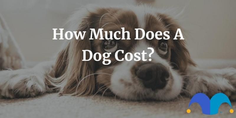 how-much-does-a-dog-cost-9632103-6506127