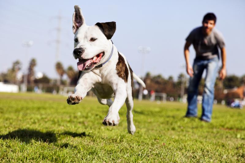 Ile ćwiczeń potrzebuje Pit Bull? Wyjaśnienie średnich wymagań i poziomów energii