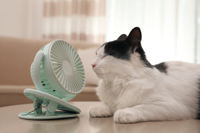 Jak ochłodzić kota w upalne lato (odpowiedź weterynarza)