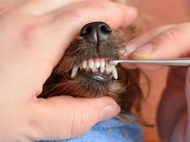 Jak czyścić zęby psa w 5 prostych krokach
