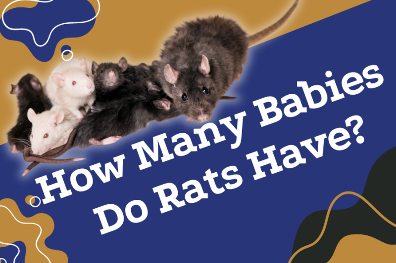 Czego spodziewać się podczas ciąży szczura?