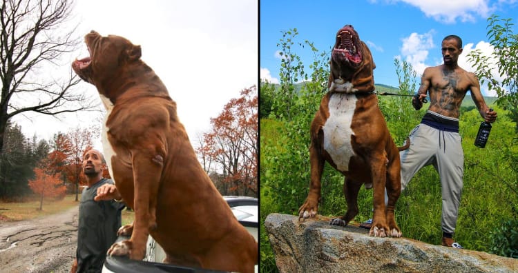 Jakiej rasy psem jest Hulk? Przedstawione słynne psy