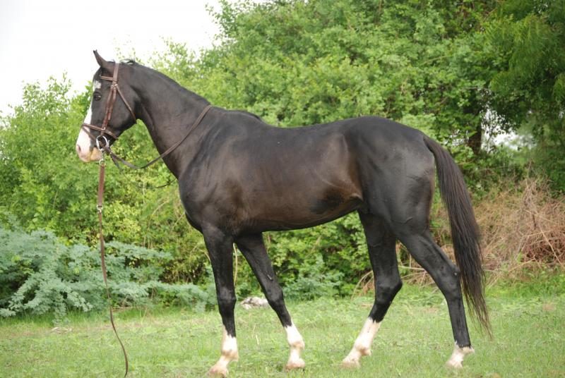 humayun2c_marwari_stallion_of_virendra_kankariya-4447617