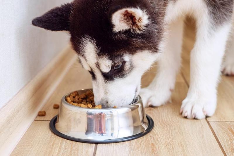 11 najlepszych karm dla psów Husky na przyrost masy ciała w 2024 roku: Recenzje i najlepsze propozycje