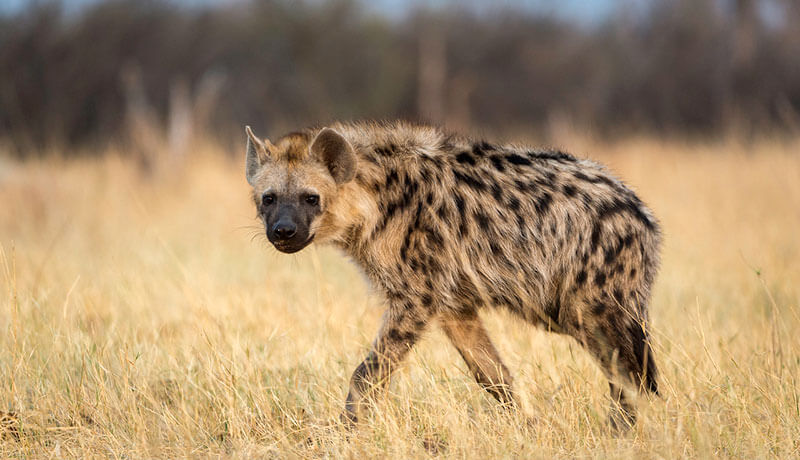 Wskazówki dotyczące wychowywania młodych hien przed wypuszczeniem na wolność