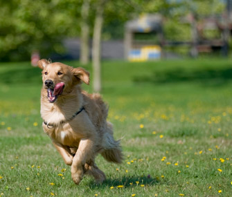 Czy golden retrievery są psami nadpobudliwymi? Powody i jak je kontrolować