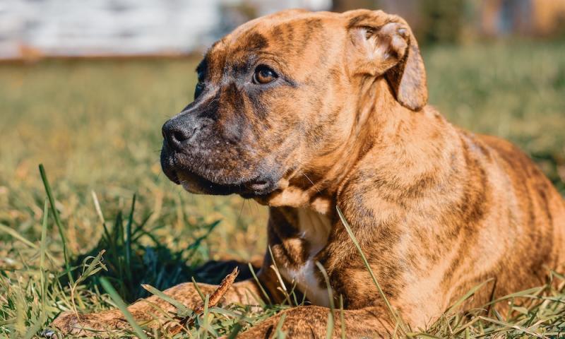 8. Boerboele