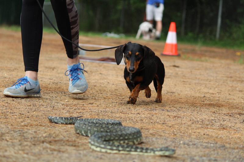 Jak nauczyć psa unikania węży: Trening niechęci i wskazówki