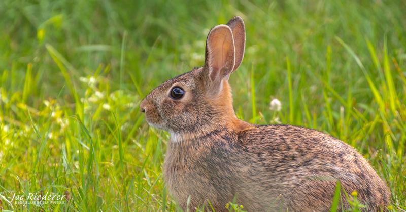 Temperament i inteligencja królików rasy Appalachian Cottontail Rabbit