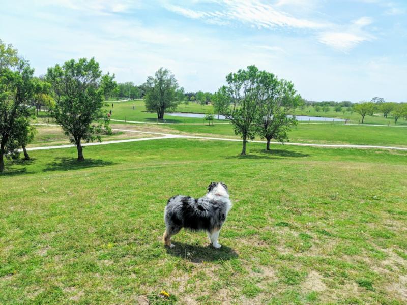 10 wspaniałych parków dla psów w Wichita, KS, które możesz odwiedzić już dziś!