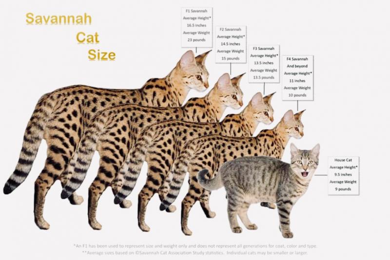 Kot savannah a kot bengalski: różnice (ze zdjęciami)