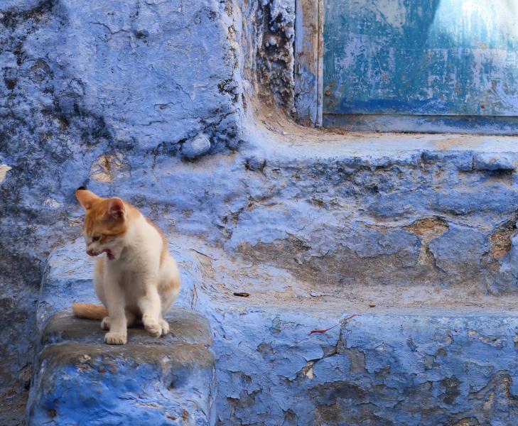 Dlaczego w Maroku jest tak wiele kotów? Interesująca odpowiedź