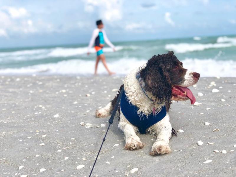 1. Plaża dla psów w Bonita Beach Park: Położona w odległości krótkiej przejażdżki od Fort Myers, ta wyznaczona plaża przyjazna psom jest obowiązkowa dla właścicieli psów. Tutaj Twój pupil może swobodnie wędrować i bawić się na falach, podczas gdy Ty możesz podziwiać wspaniałe widoki na Zatokę Meksykańską.