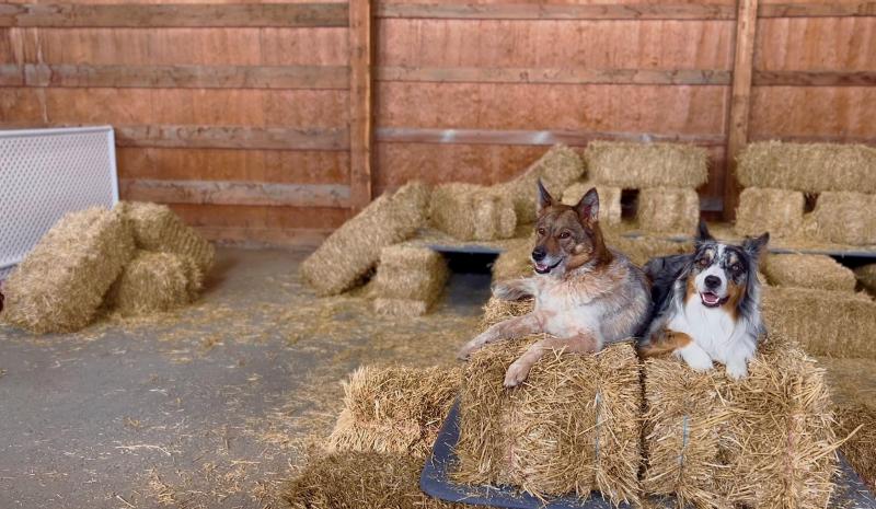Czym jest Barn Hunt dla psów? Informacje i jak zacząć