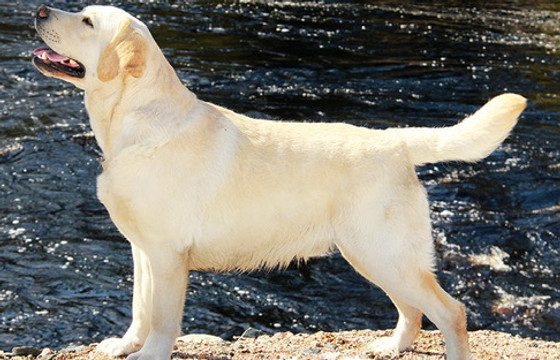 4. Snowy Pines White Labs