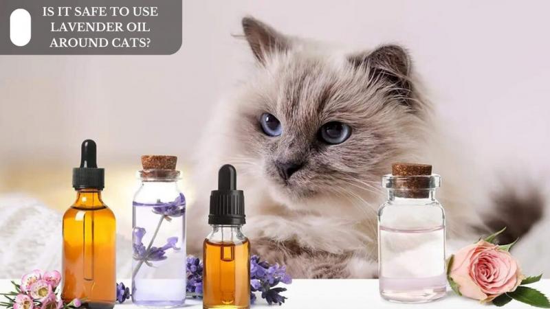 Jak bardzo lawenda jest toksyczna dla kotów?